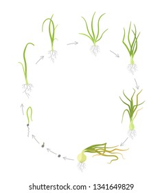 Crop stages of onion. Circular round growing onion plants. Bulbs life cycle. Harvest growth biology. Allium. Vector Illustration