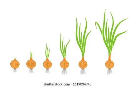 Crop stages of onion. Growing onion plants. Bulbs life cycle