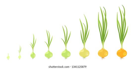 Crop stages of onion. Vector Illustration growing onion plants. Bulbs life cycle. Harvest growth biology. Allium.