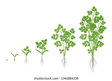 Crop stages of Parsley. Growing garden parsley plant. Harvest growth. Petroselinum crispum. Vector flat Illustration.