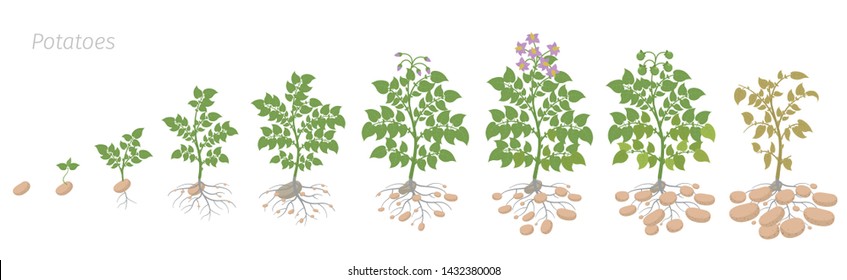 Crop stages of potatoes plant. Growing spud plants. The life cycle. Harvest potato growth animation progression. Solanum tuberosum.