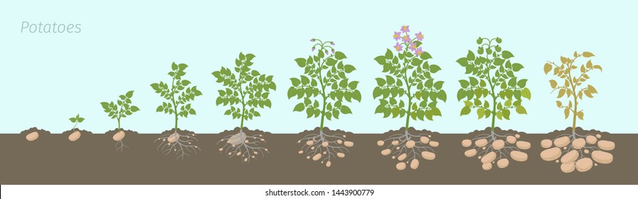 Die Kartoffelpflanze wird in Stufen gepflanzt. Wachende Kräuter. Der Lebenszyklus. Ernte Kartoffelwachstum im Boden.