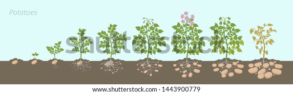 ジャガイモの作物段階 スズメの植物を育てる ライフサイクル 土の中でジャガイモの成長の進行を収穫する のベクター画像素材 ロイヤリティフリー