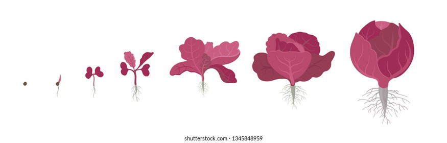 Crop stages of red cabbage. Also known as purple cabbage, red kraut, or blue kraut. Purple-leaved varieties of Brassica oleracea. Vector flat Illustration. Organic life cycle. Growing cabbage plants.