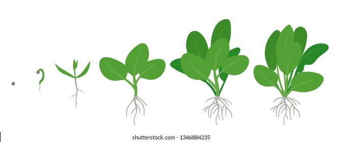 Crop stages of Spinach. Growing Spinach plant. Green leafy vegetable growth. Spinacia oleracea. Vector flat Illustration.