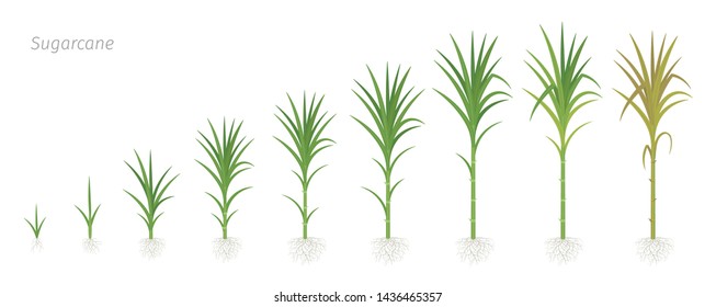 Crop stages of Sugarcane. Growing sugar cane plant used for sugar production. Vector Illustration animation progression.