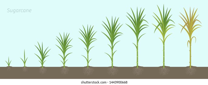 Crop stages of Sugarcane. Growing sugar cane plant used for sugar production. Vector Illustration animation progression with roots in the soil.