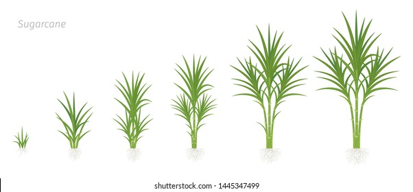 Crop Stages Of Sugarcane. Growing Sugar Cane Plant Used For Sugar Production. Vector Illustration Animation Progression.