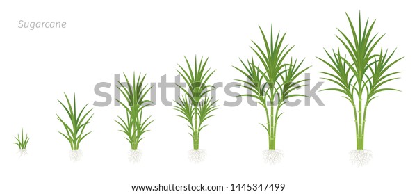 Crop Stages Sugarcane Growing Sugar Cane Stock Vector (Royalty Free ...