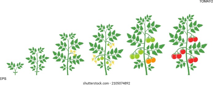 Crop stages of tomato plant. Isolated tomato on white background