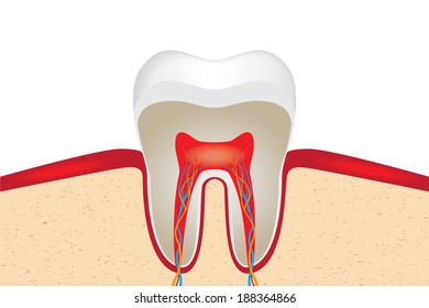 Crop of tooth. EPS 10 vector illustration