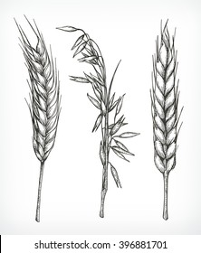 Crops, wheat and oat sketches, hand drawing, vector set