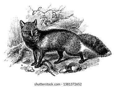 Cross Fox is a partially melanistic colour variant of the red fox which has a long dark stripe running down its back, vintage line drawing or engraving illustration.