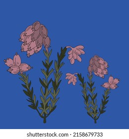 Cross leaved heath flower.Blue background. Vintage vector illustration, eps 10