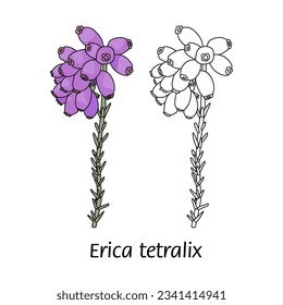 Cross leaved heath - hand drawn vector illustration. Flat color design.