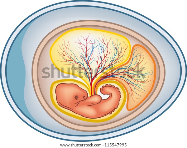 Cross Section Amniotic Egg Stock Vector (Royalty Free) 115547995