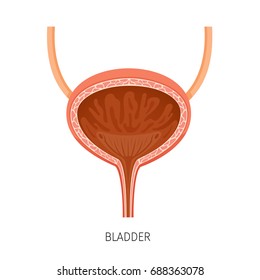 Cross Section Of Bladder, Human Internal Organ Diagram, Physiology, Structure, Medical Profession, Morphology, Healthy