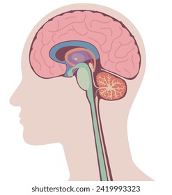 Cross section of the brain in the human body.Watercolor style illustration