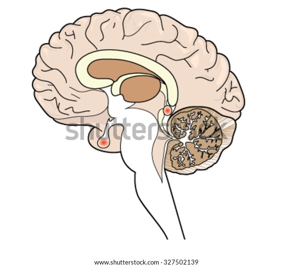 Cross Section Brain Showing Pituitary Pineal Stock Vector My Xxx Hot Girl 2529