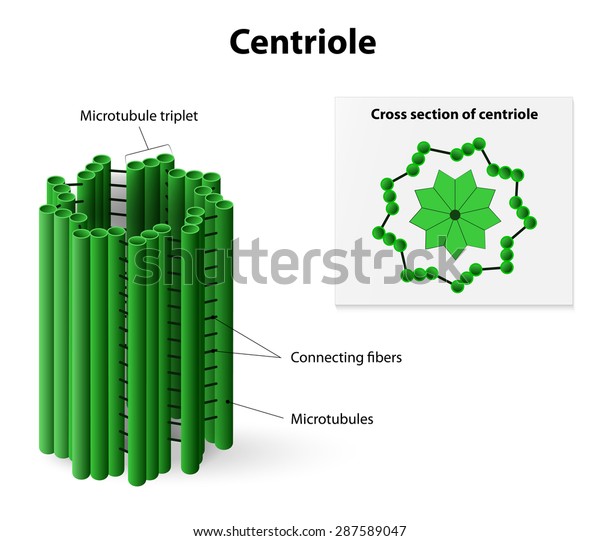 Cross\
section centriole, and nine triplet\
microtubules.