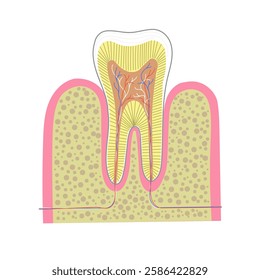 Cross section chart for human tooth anatomy. Dental education or clinic promotion illustration.