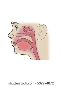 Cross section of a child's sinuses, showing adenoids