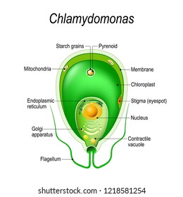 Cross section of a Chlamydomonas. Structure of the algae cell. Vector diagram for educational, biological, and science use