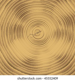 Cross section of a chopped down tree with growth rings called the art of dendrochronology
