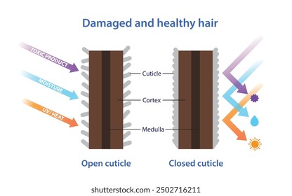 Cross section of damaged and healthy hair vector illustration isolated on white background. Diagram of open, closed hair cuticle, cortex, medulla with toxic product, moisture, ultraviolet and heat. 