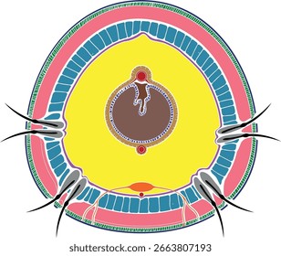 Sección transversal de la lombriz de tierra. Diagrama de anatomía interna de lombrices de tierra para lecciones de biología	