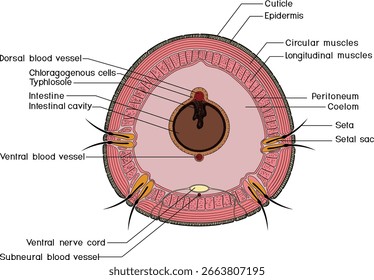 Sección transversal de la lombriz de tierra. Diagrama de anatomía interna de lombrices de tierra para lecciones de biología	