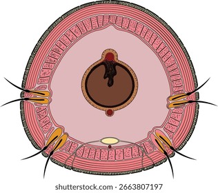 Sección transversal de la lombriz de tierra. Diagrama de anatomía interna de lombrices de tierra para lecciones de biología	
