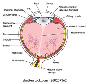 Cross section of the eye, showing all the major anatomical structures and relationships, including the lens, iris, pupil, cornea and retina. Created in Adobe Illustrator