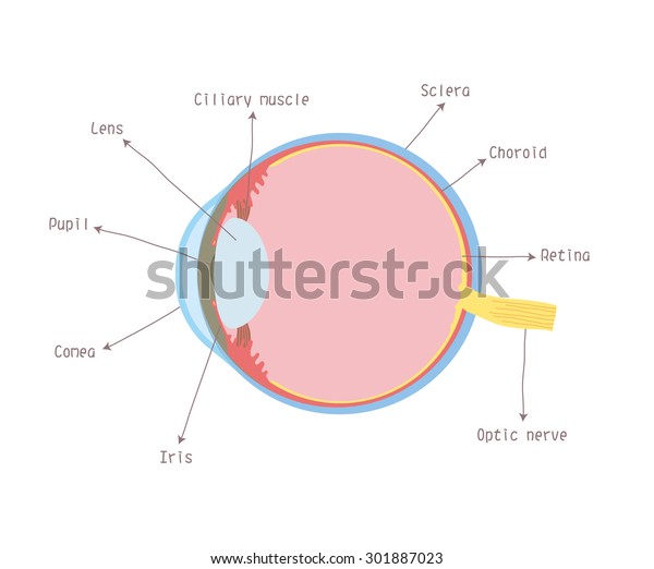 Cross Section Eye Showing All Major Stock Vector (royalty Free) 301887023