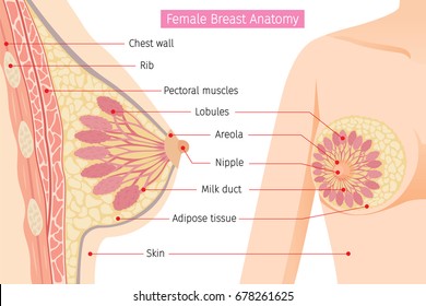 Cross Section Of Female Breast Anatomy, Mammary, Boob, Body, Organs, Physical, Sickness, Health