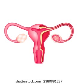 Sección cruzada del modelo de anatomía interna de órganos humanos del útero femenino aislado sobre un fondo blanco. Concepto de medicina y ciencia. Ilustración vectorial de icono 3D. Para anuncios sobre atención médica.