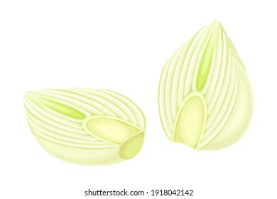 Cross Section of Florence Fennel Bulb as Raw Crisp Vegetable Vector Illustration