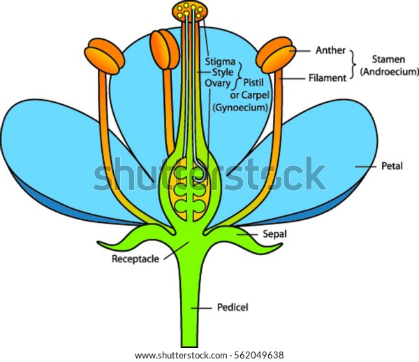 Cross Section Flower Flower Sturcture Explanation Stock Vector (royalty 