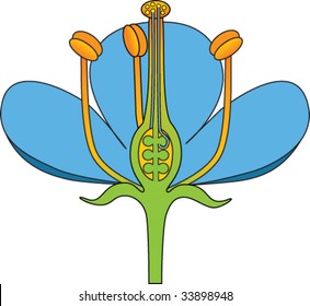 cross section of flower-flower structure