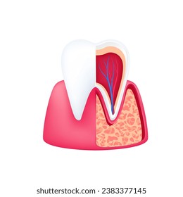 Cross section of gums tooth human internal organ anatomy model isolated on a white background. Medicine and science concept. 3D icon vector illustration. For advertisements about health care.