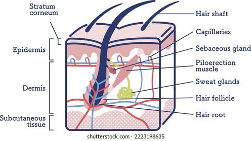 cross section of hair root