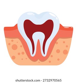 Cross section of a healthy tooth highlighting its internal structure, including enamel, dentin, pulp, cementum, and surrounding bone tissue