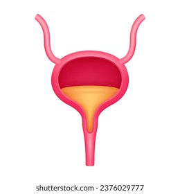 Cross section of human bladder internal organ anatomy model isolated on a white background. Medicine and science concept. 3D icon vector illustration. For advertisements about health care.