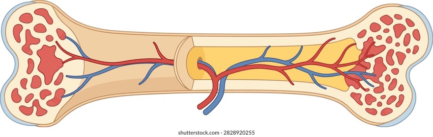 Cross section of human bone showing compact bone spongy and marrow with medical education skeletal structure healthcare physiology orthopedic education research osteology medullary