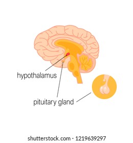 6,277 Hypothalamus Images, Stock Photos & Vectors | Shutterstock