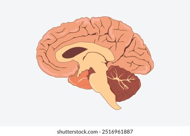 cross section of human brain side view. eps 10