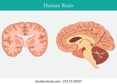 cross section of human brain, side view and front view. eps 10