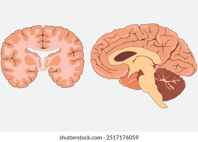 cross section of human brain, side view and front view. eps 10