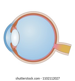 Cross section of human eye.