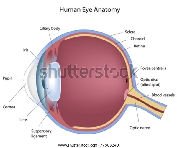 Cross Section Human Eye Stock Vector (Royalty Free) 77803240